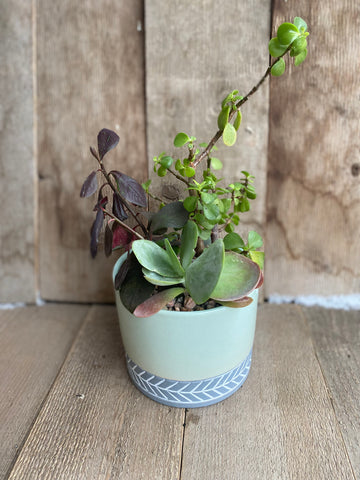 Mixed planter - small d