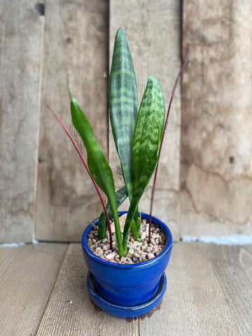 Snake Plant