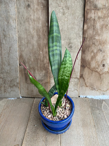 Snake Plant