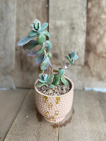 Variegated Kalanchoe