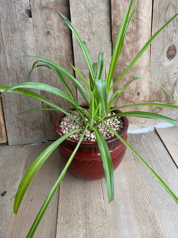 Spider Plant