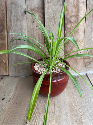 Spider Plant