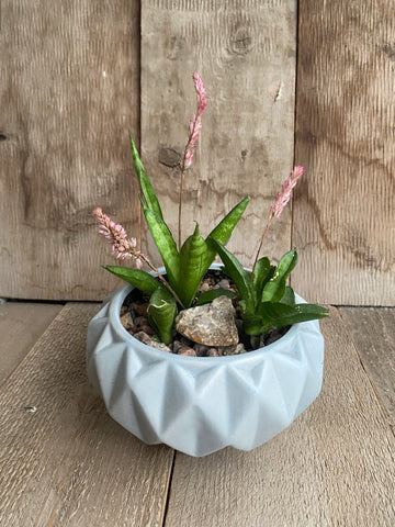 Starfish Snake Plant