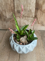 Starfish Snake Plant